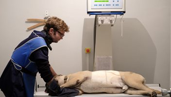 radiographie d'un chien